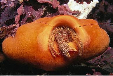 《星露谷物语》1.6版部分内容透露 主要支持MOD开发